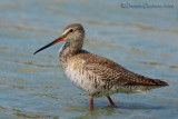 Spotted Redshank (Tringa erythropus)