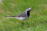 White Wagtail (Motacilla alba)