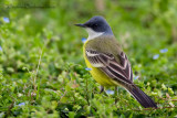 Ashy-headed Yellow Wagtail (Motacilla flava ssp cinereocapilla)