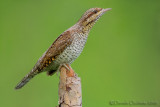 Eurasian Wryneck (Jynx torquilla)