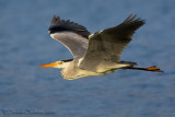 Grey Heron (Ardea cinerea)