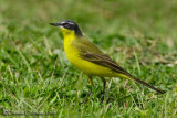 Yellow Wagtail (Motacilla flava ssp or morph?? Not a superciliaris, because of the bluish cast to the head ..)