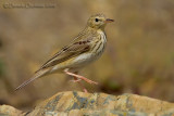 Tree Pipit (Anthus trivialis)