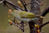 Bonellis Warbler (Phylloscopus bonelli)