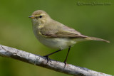 Chiffchaff (Phylloscopus collybita)