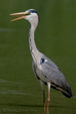 Grey Heron (Ardea cinerea)