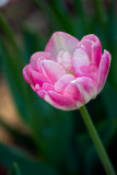 Angelique Tulip.jpg