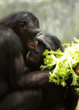 Bonobos Lucy and Lexi.jpg