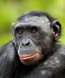 Bonobo Female2.jpg