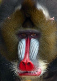 Mandrill.jpg