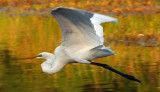 Great White Egret in Flight.jpg