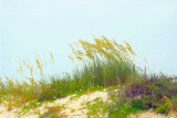 Sea Oats.jpg