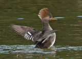 Hooded Merganser Female.jpg