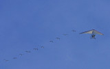 Whooping Cranes.jpg