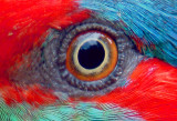 Birds Eye.jpg
