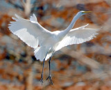 Fall Egret.jpg