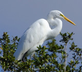 Great Egret in Tree.jpg