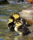 Ducklings.jpg