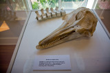 Dolphin skull