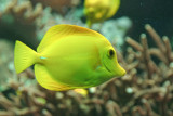 Yellow Tang in the Frankfurt Zoo Aquarium