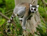 Ring-tailed Lemur 2.jpg