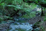 Rainforest stream 1.jpg