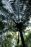 Fern umbrella 2.jpg