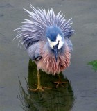 White-faced Heron.jpg