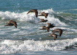 Bar-tailed Godwits and waves.jpg