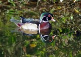 Wood Duck.jpg