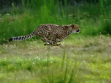 Cheetah at Speed.jpg