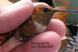 Louisiana Kentucky Rufous