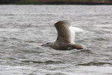 Glaucous Gull #?, 1st sighting