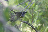 MacGillivrays Warbler found by Phillip Wallace and seen 4/24/10 through 4/27/10.