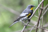 Audubons Warbler, seen through 4/27/10.