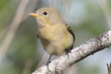 Western Tanager, Peveto Woods