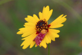 Flower Moth, Schinia volupia