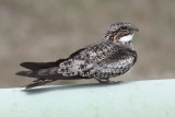 Common Nighthawk