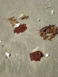 Oil from BP spill starting to wash up on beach.