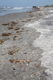 Oil from BP spill starting to wash up on beach.