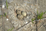 Wilsons Plover nest.