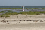 Melvin Weber with sleeping Dunlin in foreground.