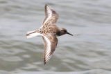 Sanderling