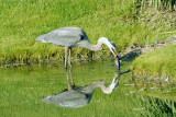 Blue Heron fishing