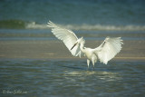 Aigrette rousstre morphe blanc #4949.jpg