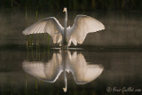 Grande aigrette #9167 avec reflet.jpg