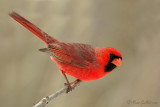 Cardinal rouge - Northern Cardinal - 13 photos