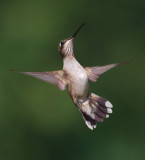 Juvenile Male Ruby-Throated Hummingbird In Flight