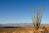 Ocotillo in Anza-Borrego Desert