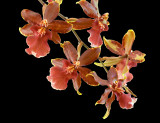 Colmanara Wildcat Orchid